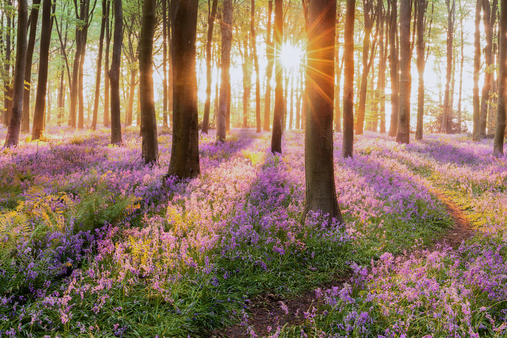 Beautiful Woodland Bluebell Forest In Spring Purple And Pink Flowers U