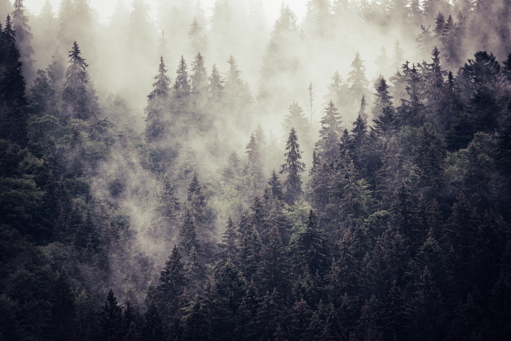 Misty Landscape With Fir Forest In Hipster Vintage Retro Style - Wall