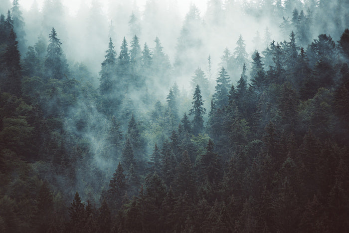 Misty Landscape With Fir Forest In Hipster Vintage Retro Style Wall Mu
