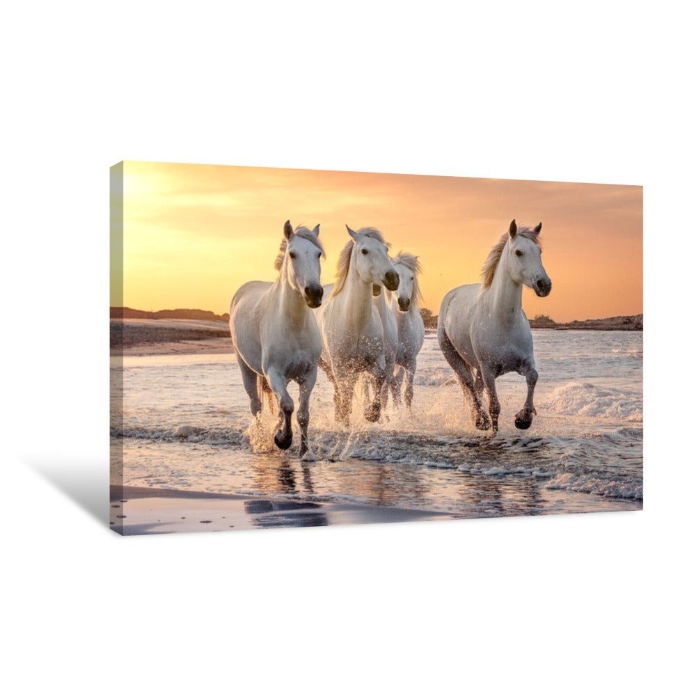 White Horses In Camargue, France Canvas Print