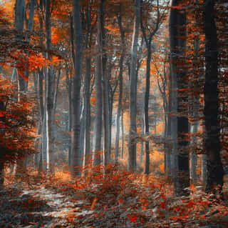 Gorgeous Autumn Forest Nature Path 3D Full Wall Mural Photo Wallpaper Home Decor 