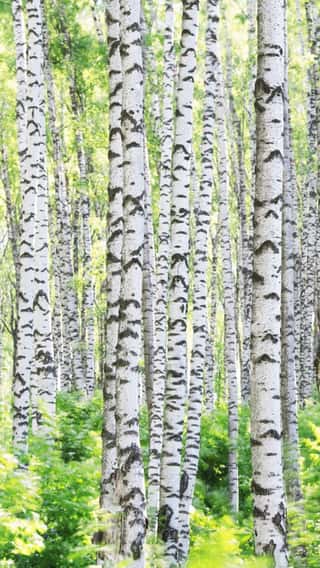 JP London Mural Birch Forest Trees at 3 Wide by 2 Feet high SPMUR2340 Fully Removable Peel and Stick Wall Art 