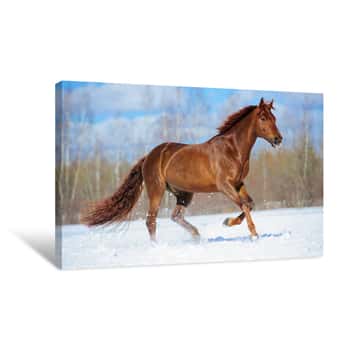 A Horse Running Along the Path On a Wooden Textured Background 16x24 Canvas 