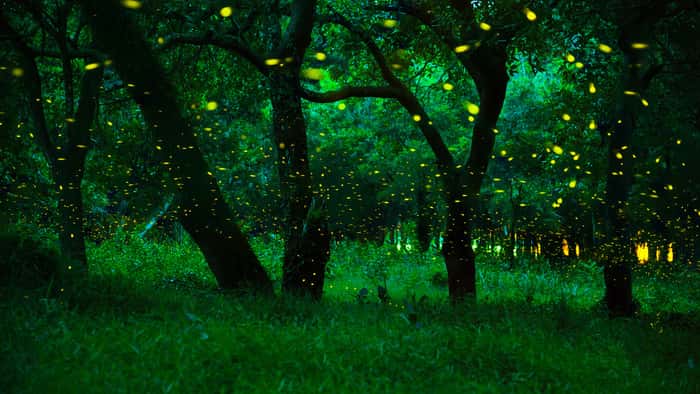 Firefly Flying In The Forest Fireflies In The Bush At Night At Prachinburi Province Thailand Long Exposure Photo The Forest In Fairy Tale Magic Fairy Forest Wall Mural Summer And Spring