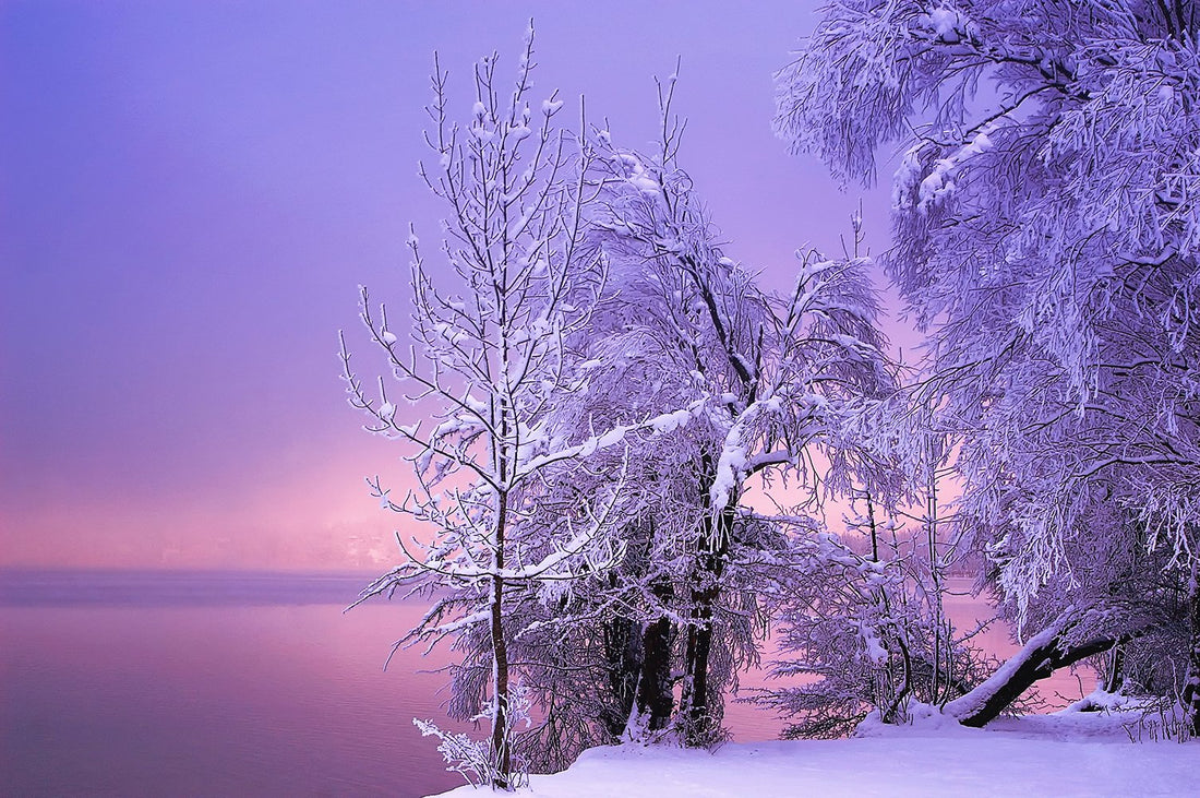winter scene with purple glow of sky wall mural