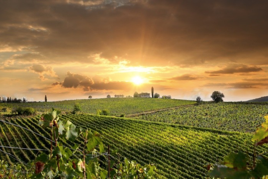 Sunrise over the vineyard