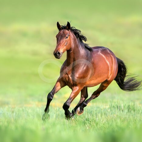 Horse Wallpaper Mural Ideas For Your Space