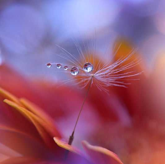 Beautiful Flower Wall Mural Ideas