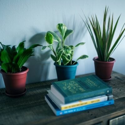 How to Decorate a Space With Plants