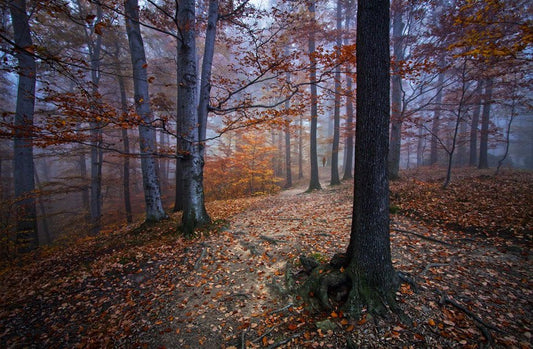 Design Tips to Warm Up Your Kitchen for Fall