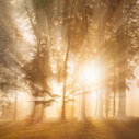 Forest Sunrise & Sunset