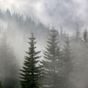 Foggy Forest