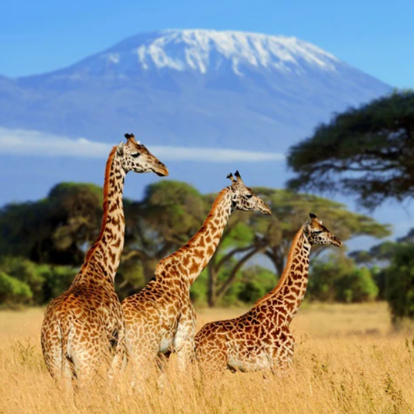 Africa
