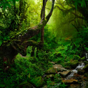 Jungle