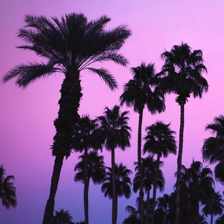Palm