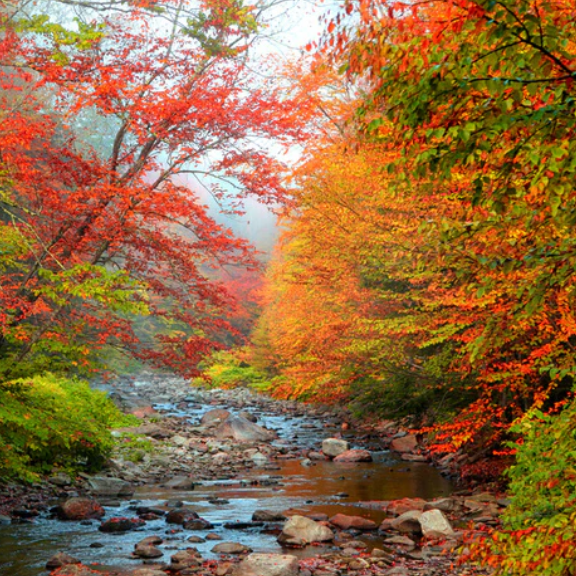 Fall