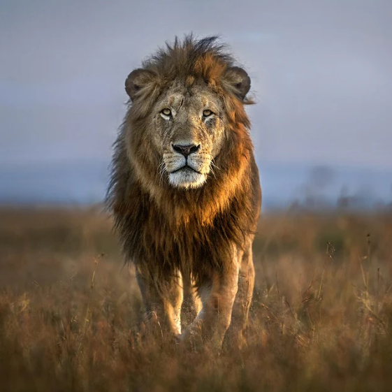 Animals