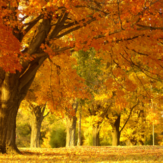Autumn Forest
