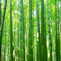 Bamboo
