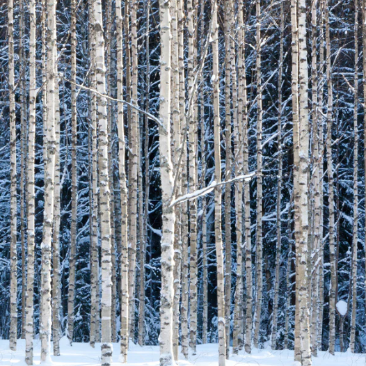 Birch Trees