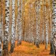 Birch Trees