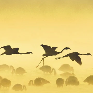 Birds