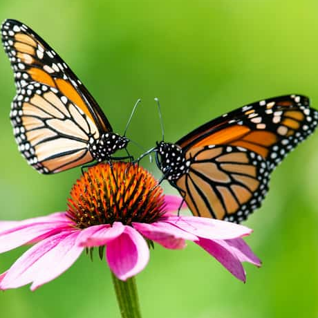 Butterflies