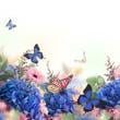 Butterflies