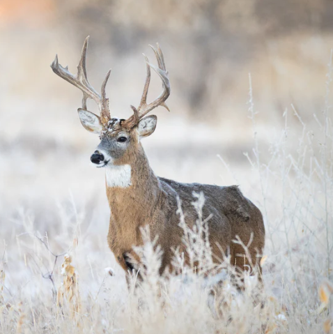 Deer