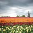 Flower Fields