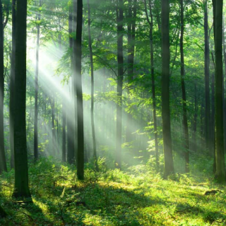 Forest Landscapes