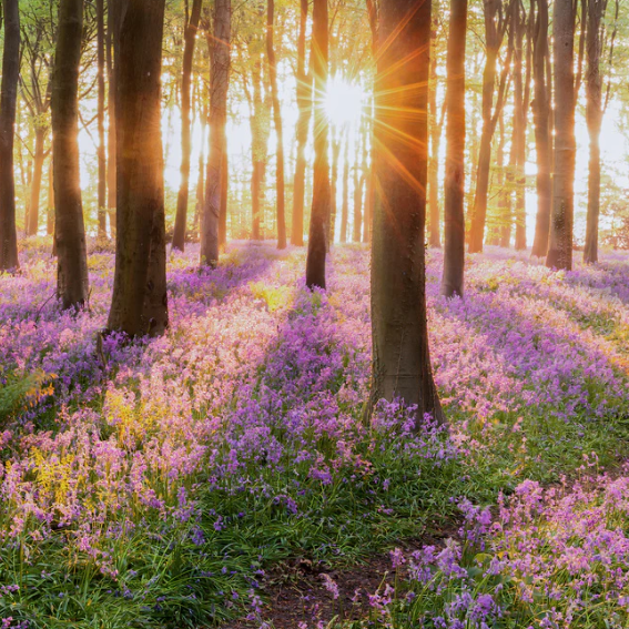 Forest Sunrises