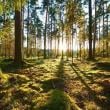 Forest Sunrises