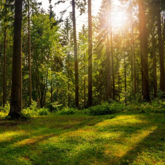 Forest Sunsets
