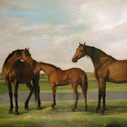 Horses