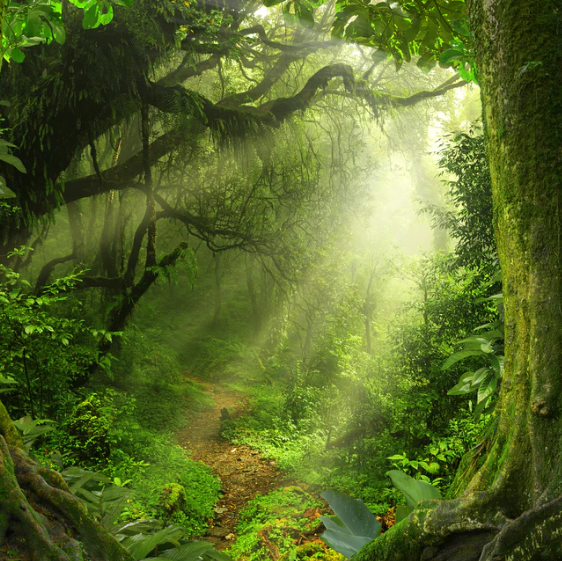 Jungle