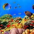Marine Life