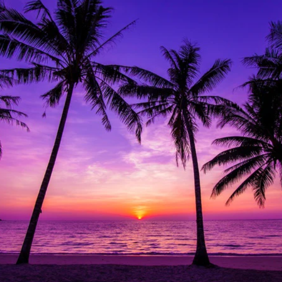 Palm Tree Beach