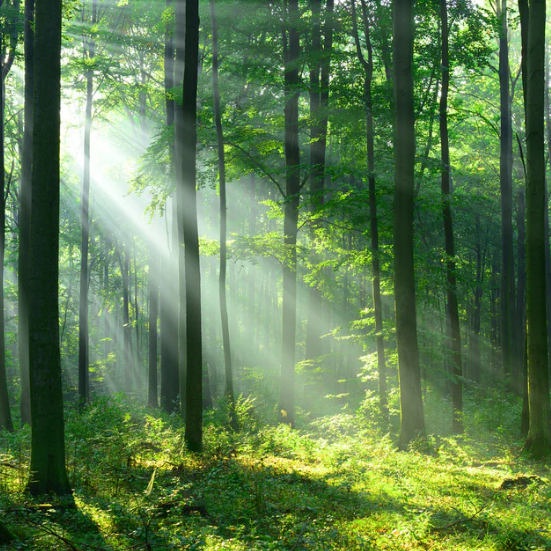 Summer and Spring Forest