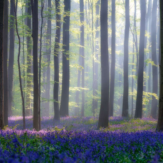 Trees