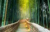 Bamboo