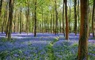 Summer and Spring Forest