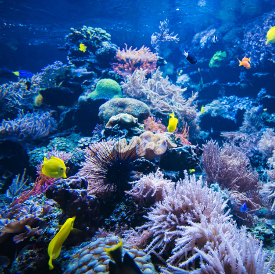 Underwater Scenes