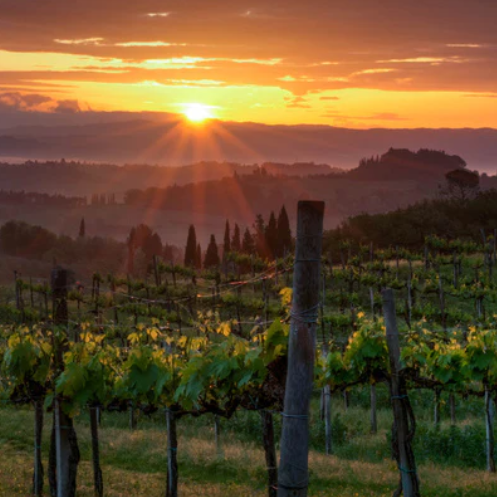Vineyards