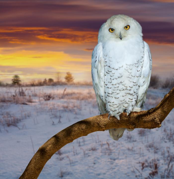 Winter Animals