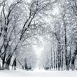 Winter Forest