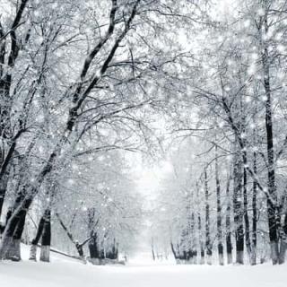 Winter Forest