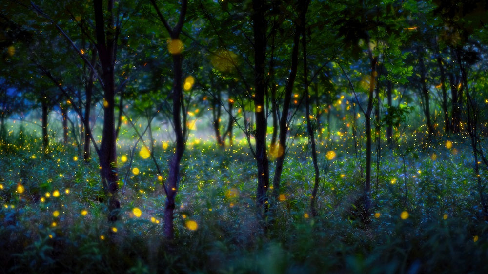 Magic Fireflies Wall Mural