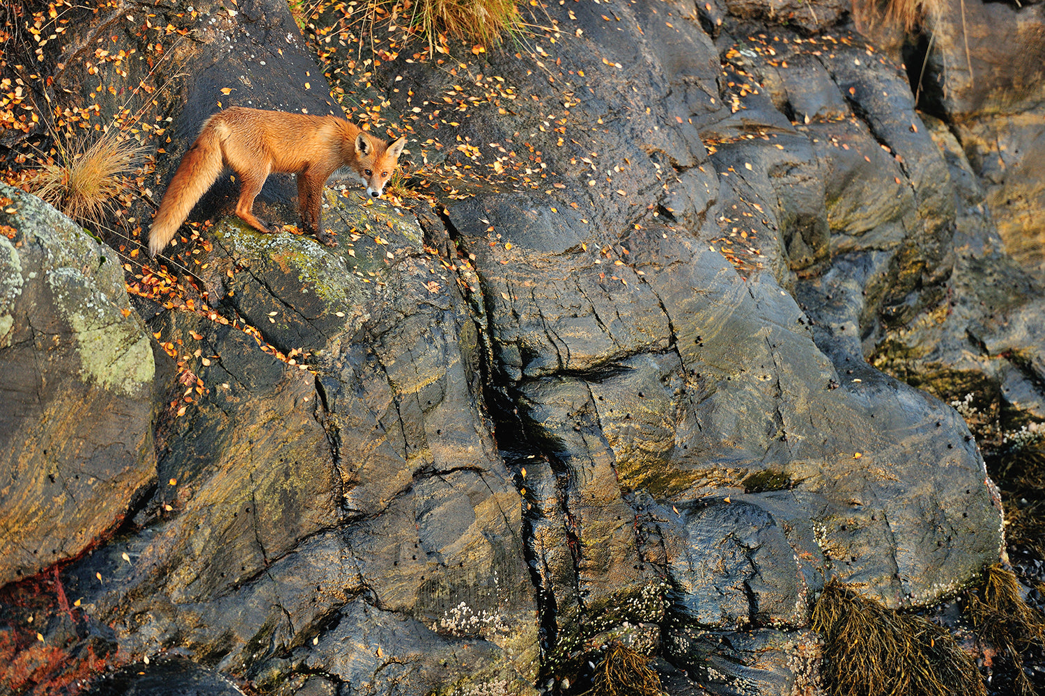 Fox on the Rocks Wall Mural