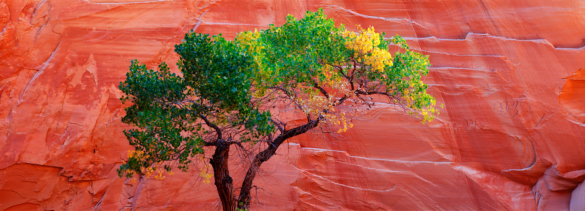 Low Angle View Of A Cottonwood Tree In Front Of A Sandstone Wall, Esca